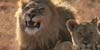 Safaris Holidays